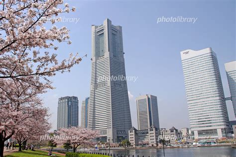 桜咲くみなとみらい 写真素材 1297324 フォトライブラリー photolibrary