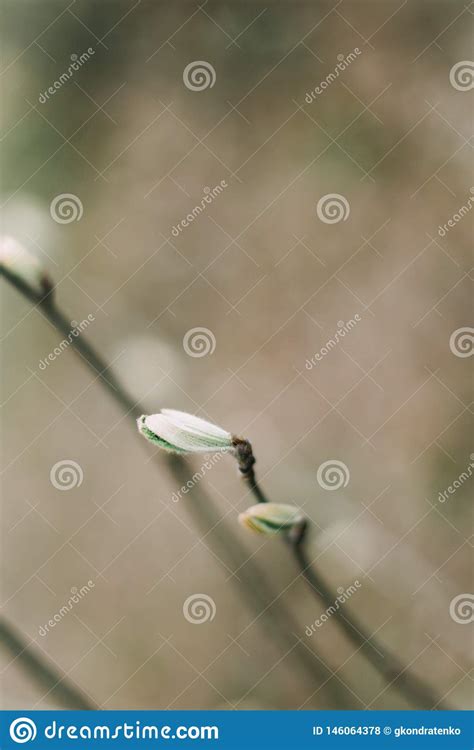 Buds On Trees Spring Wallpaper Abstract Blurred Background