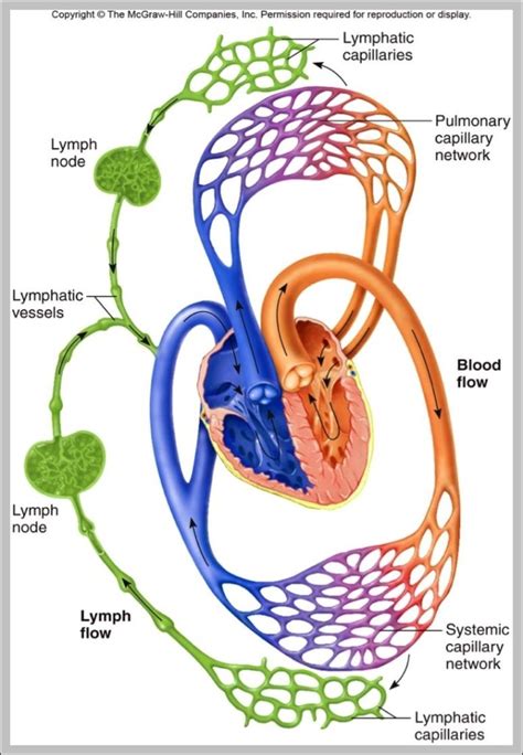 Circulatory System Diagram And Functions