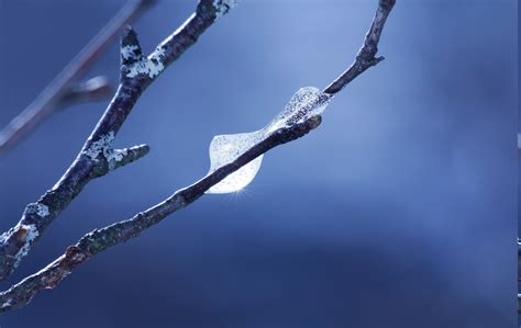 Twigs Macro Frost Nature Blue Background Wallpapers Hd Desktop
