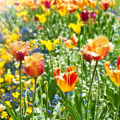 Colorful Spring Tulip Flowers Sunny Stock Image Colourbox