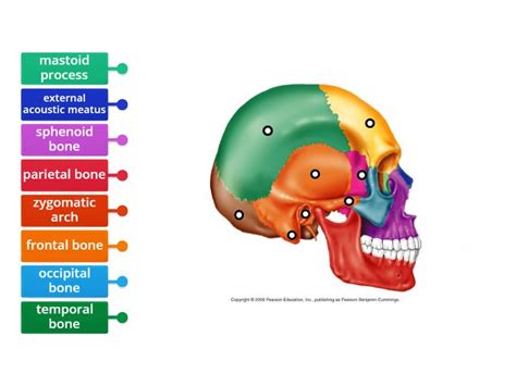 Cranial Bones Lateral View Labelled Diagram