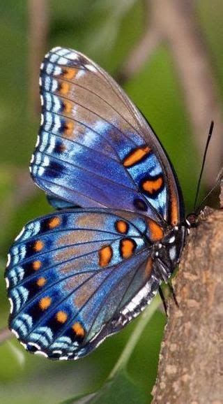 Real Blue Monarch Butterfly Lupus Butterfly Pictures