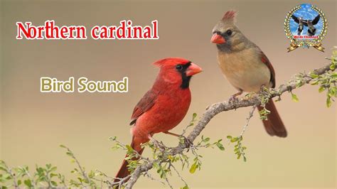 Northern Cardinal Bird Cardinal Bird Sound Bird Calls Youtube