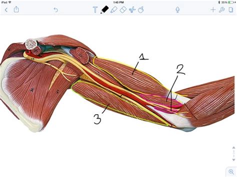 Anatomy Practical 2 Muscles Of The Upperlower Extremity Flashcards