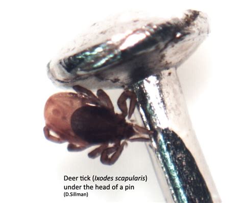 Signs Of Summer 8 Ticks And Tick Imposters Ecologists Notebook