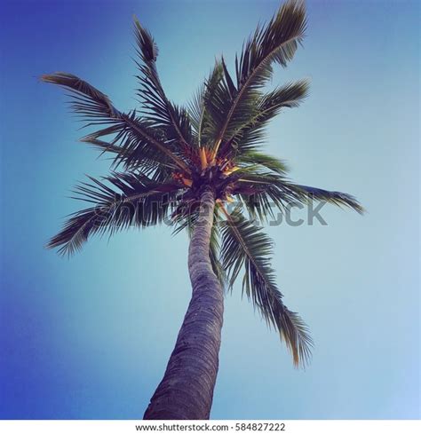 Perfect Palm Tree Stock Photo 584827222 Shutterstock