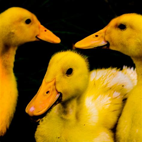 Free Stock Photo Of Cute Ducks Duckling Ducks