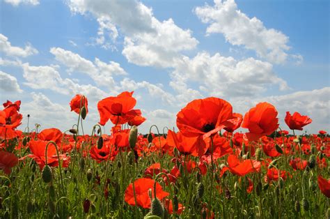 Planting Poppy Seeds How And When To Sow Seeds The Rspb