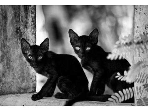 Merveilleux Chats Noirs D Couvrez Photos Magnifiques
