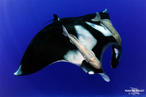 Oceanic Manta Ray Mobula Birostris Species Guide — Manta Trust