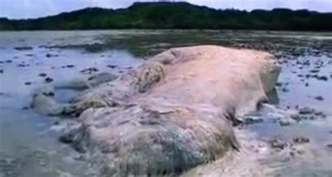 8 Mysterious Creatures Found After Japanese Tsunami