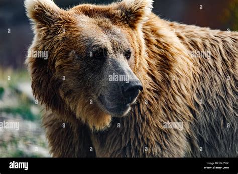Himalayan Brown Bear Ursus Arctos Isabellinus Also Known As The