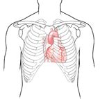 The treatment you are prescribed will rely entirely on your diagnosis. What Does Your Heart Look Like and How Does It Work