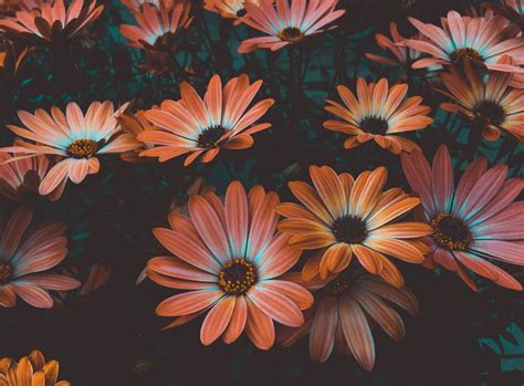 100000 Best Flower Background Photos · 100 Free Download · Pexels