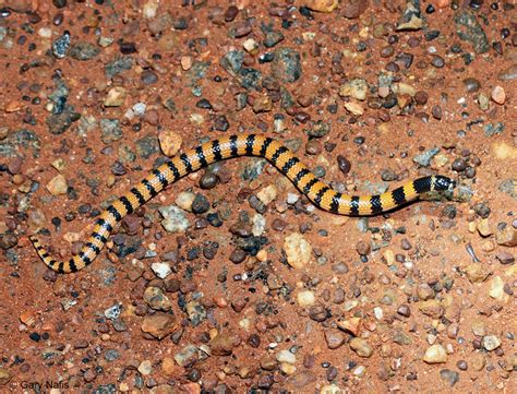 Desert Banded Snake Simoselaps Anomalus