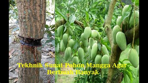 Teknik Sunat Pohon Mangga Agar Berbuah Banyak Youtube