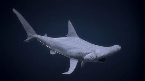 Hammerhead Shark 3d Models In Shark 3dexport