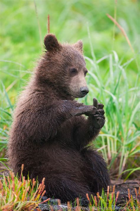 Brown Bear Cub Photos By Ron Niebrugge