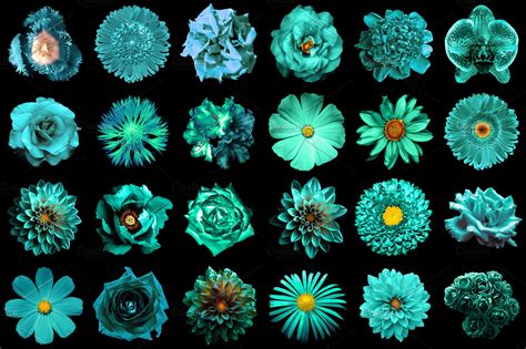 24 Turquoise Flowers Isolated High Quality Nature Stock Photos