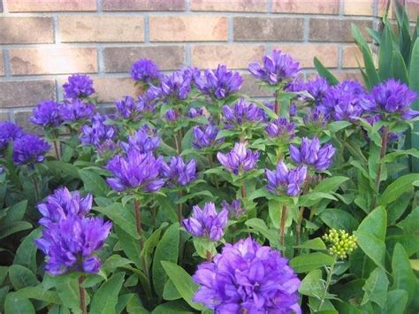 This prairie plant has great garden form and is easily grown in any sunny location with average to dry soils. What Is This Purple Perennial? | Flowers Forums