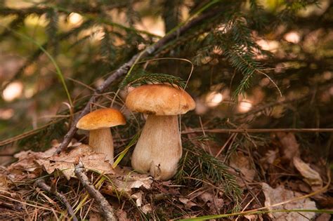 Jesenske Gljive Pravo Je Vrijeme Da Se Ovih 7 šumskih Gljiva Nađe Na