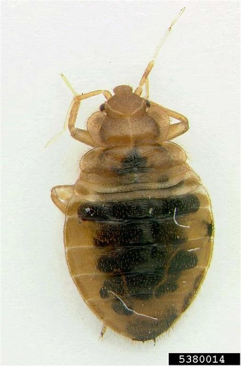 Bed Bug Cimex Lectularius Hemiptera Cimicidae 5380014