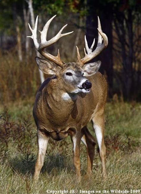 The official bucks pro shop at nba store has all the authentic bucks jerseys, hats, tees, apparel and. 76 Best images about Trophy Bucks on Pinterest | Deer hunting, Hunters and Big whitetail bucks