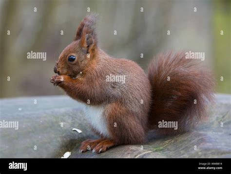 Red Squirrel Breeding Program Hi Res Stock Photography And Images Alamy