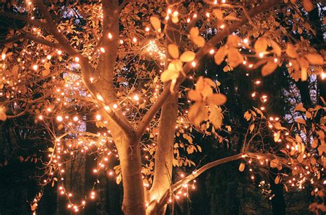 Autumn Leaves And Lights Pictures Photos And Images For