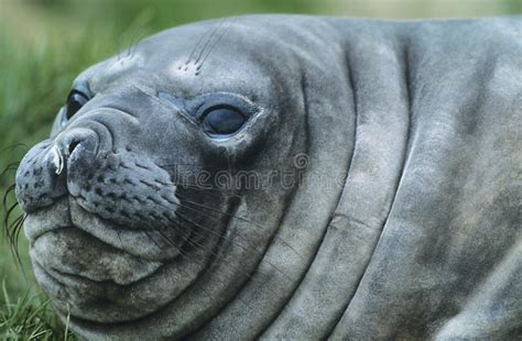 Seal Close Up Stock Photo Image Of Greay North Eyes 6421078