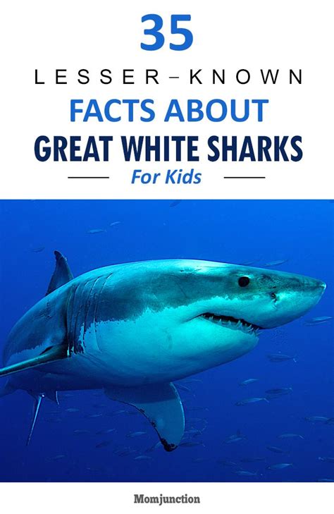 35 Interesting Great White Shark Facts For Kids Shark Facts Shark