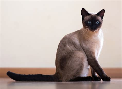 How Long Do Siamese Cats Live AvoDerm