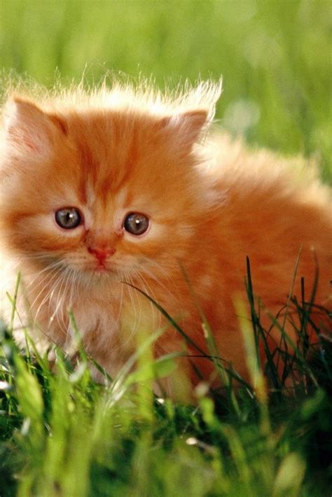 50 Best Images About Tabbies On Pinterest Orange Kittens Tabby Cats