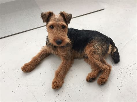 Search our free welsh terrier breeders directory, the largest breeder directory in the united states and find welsh terrier puppies for sale or stud service near you using your zip code or postal code. Welsh Terrier 11 months old for sale | Huddersfield, West ...