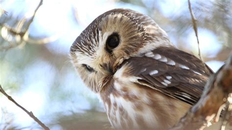 Cute Owl Wallpapers Hd Pixelstalknet