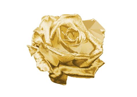 Gold Rose Stock Photo Image Of Background Flowers Flower 96026438