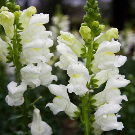 Non Gmo Heirloom 100ct Snowflake Snapdragon Seeds White Snapdragons