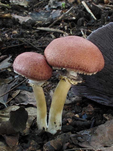 Stropharia Rugosoannulata Private Mushroom Farm Walker C Flickr