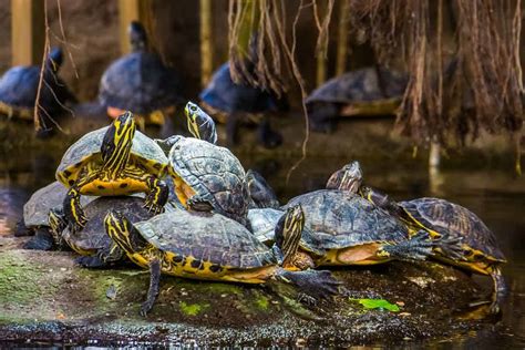 Best Pet Turtle Species Pictures