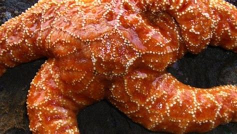 Mystery Virus That Turned Millions Of Starfish Into Goo Is Finally