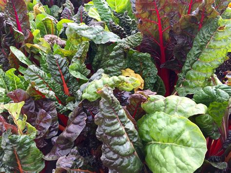 Growing Swiss Chard Planting Care And Harvesting Gardening Tips