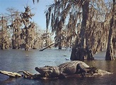 Ultimate Swamp Adventures (Westwego) - ATUALIZADO 2023 O que saber ...