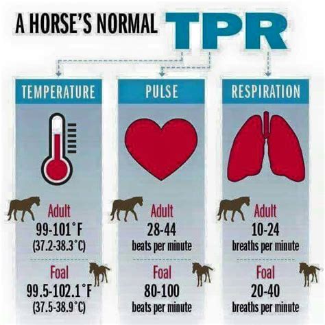 horse normal vital signs horse health horse care horse facts