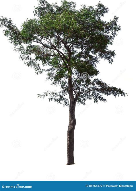 Trees Isolated On White Background Stock Photo Image Of Nature