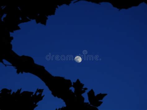 The Moon Among The Trees Stock Photo Image Of Moon 117805236