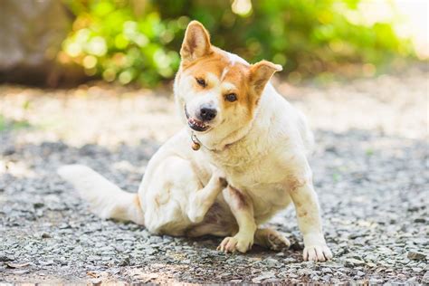 Does Your Dog Itch Find Out How To Soothe Your Dogs Itchy Skin
