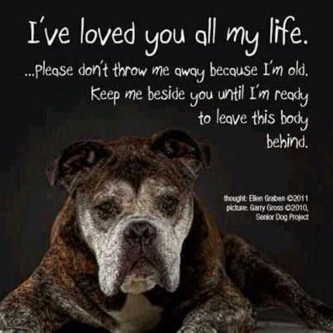 Old Dog Quotes And Sayings Quotesgram