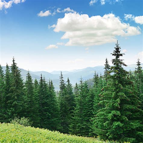 Pine Tree Pictures Images And Stock Photos Istock