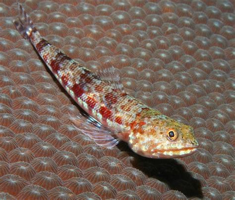 Photo Scanner Lizardfish